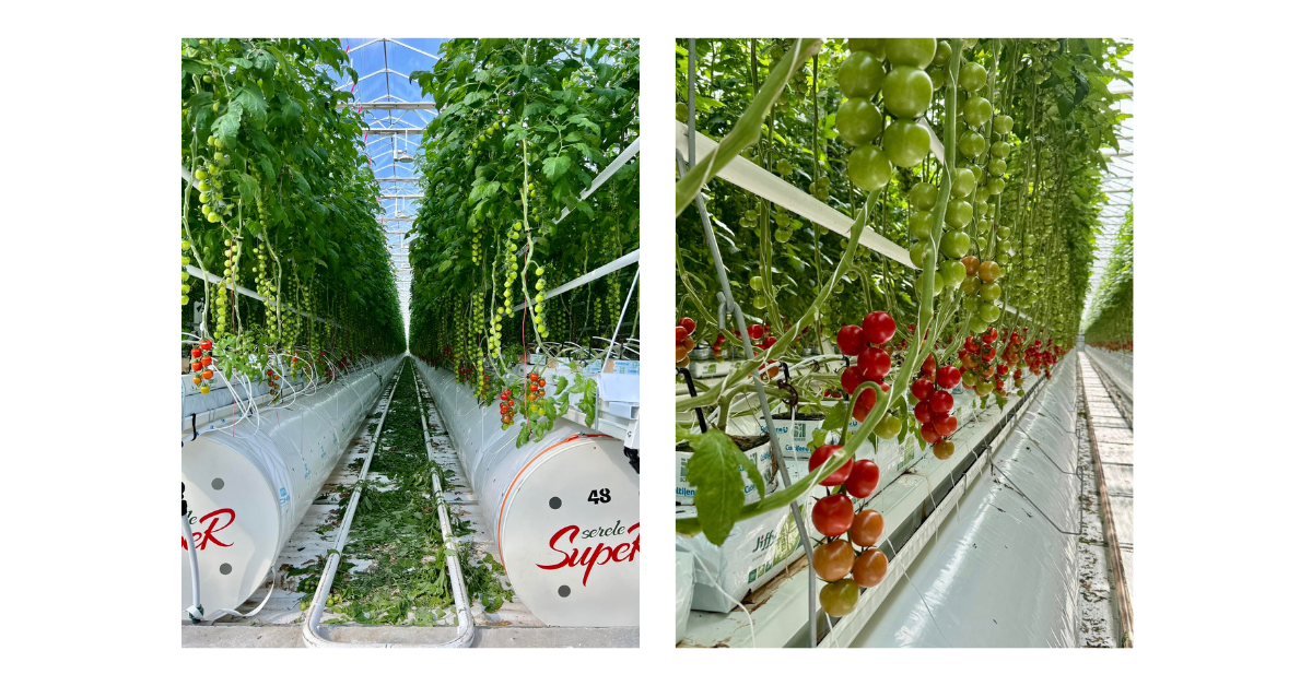 Campanie Primăvară Linkedin (2)